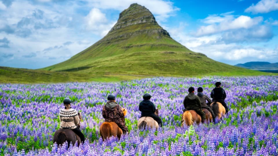 Menschen reiten durch ein violettes Blumenfeld vor einem markanten Berg in Island
