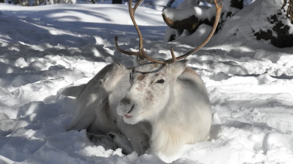 Ein Rentier liegt im Schnee in einer arktischen Region in Schweden