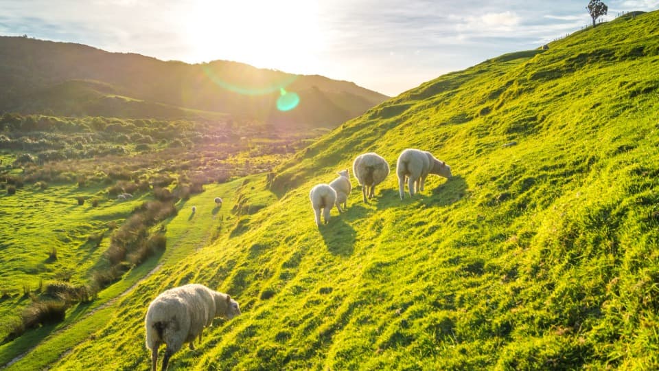 Schafe auf grünen Hügeln in Irland bei wechselhaftem Seeklima und typischem Sonnenlicht.