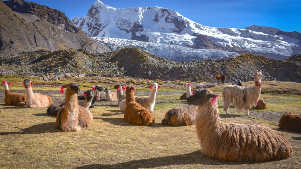 Alpacas in the Peruvian Andes with a snow-capped mountain in the background under the clear highland sky.