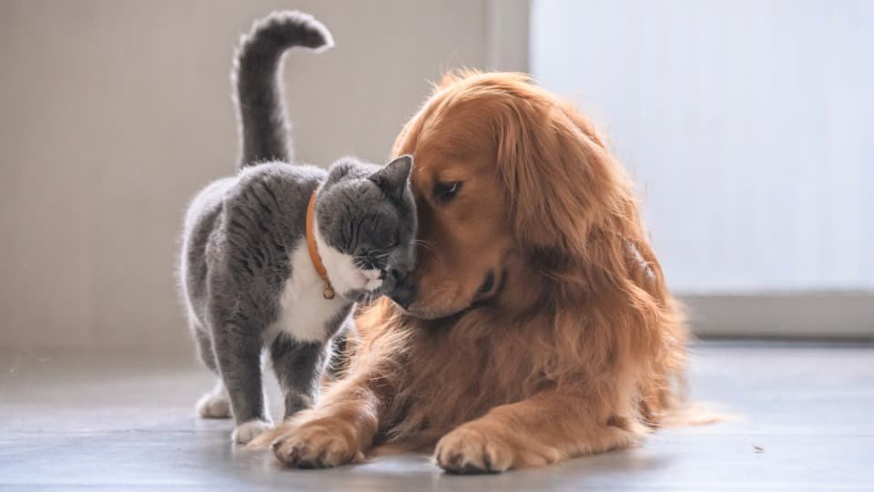 Hund und Katze kuscheln auf dem Boden – welche Regelungen gelten in der Schweiz für Ihr Tier.