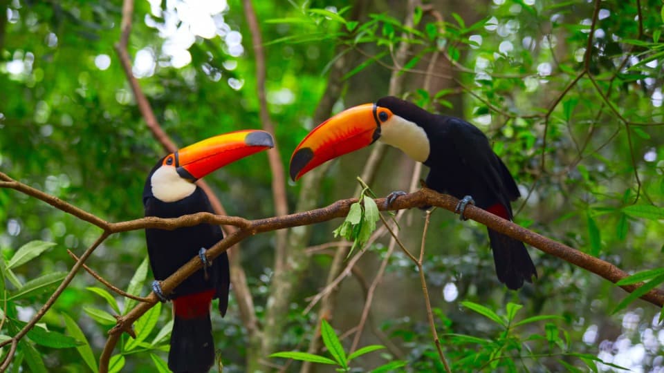 Bild von zwei Tukanen im brasilianischen Regenwald