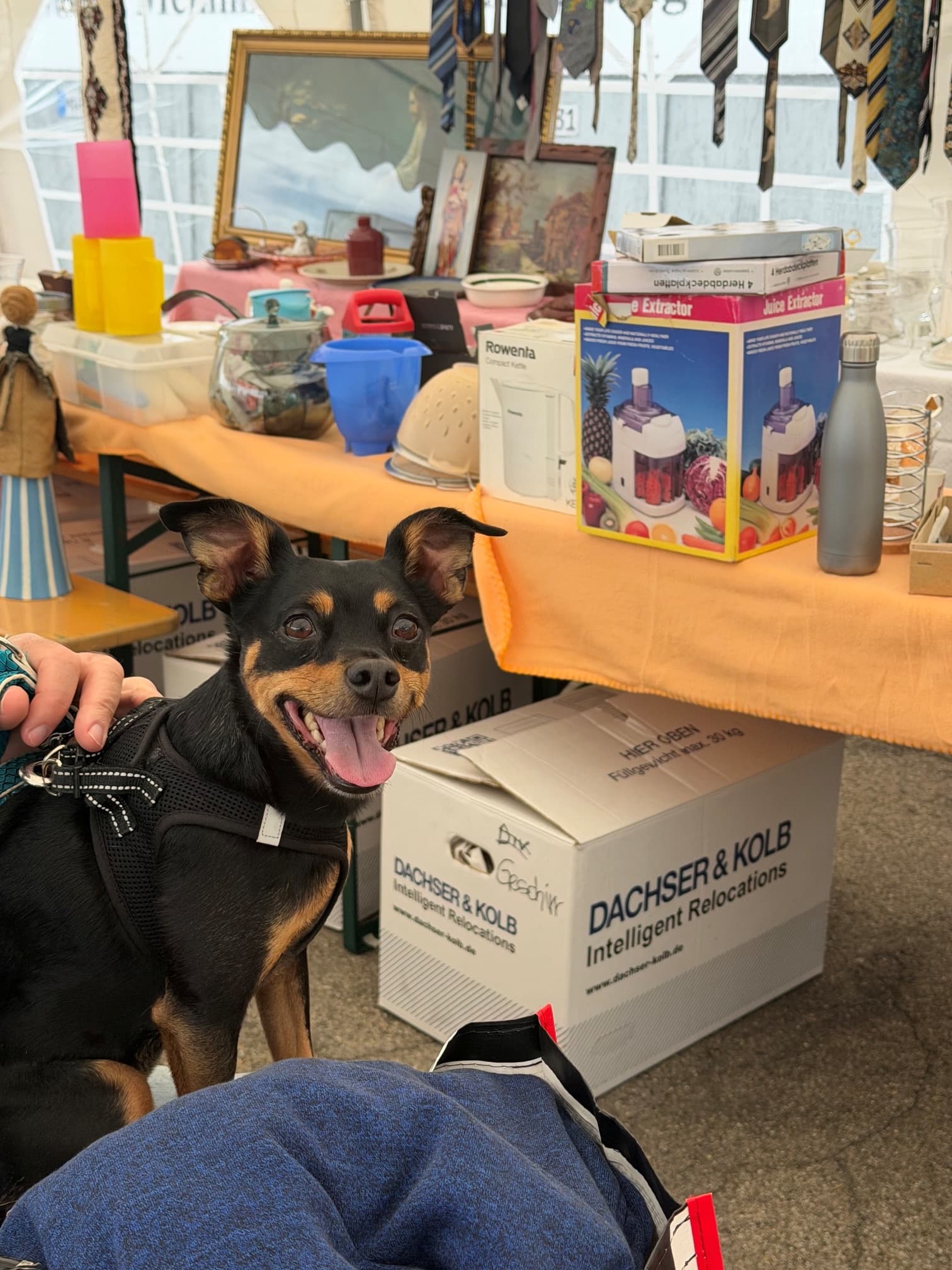 Hund neben Umzugskartons und einem Tisch mit Flohmarktartikeln.