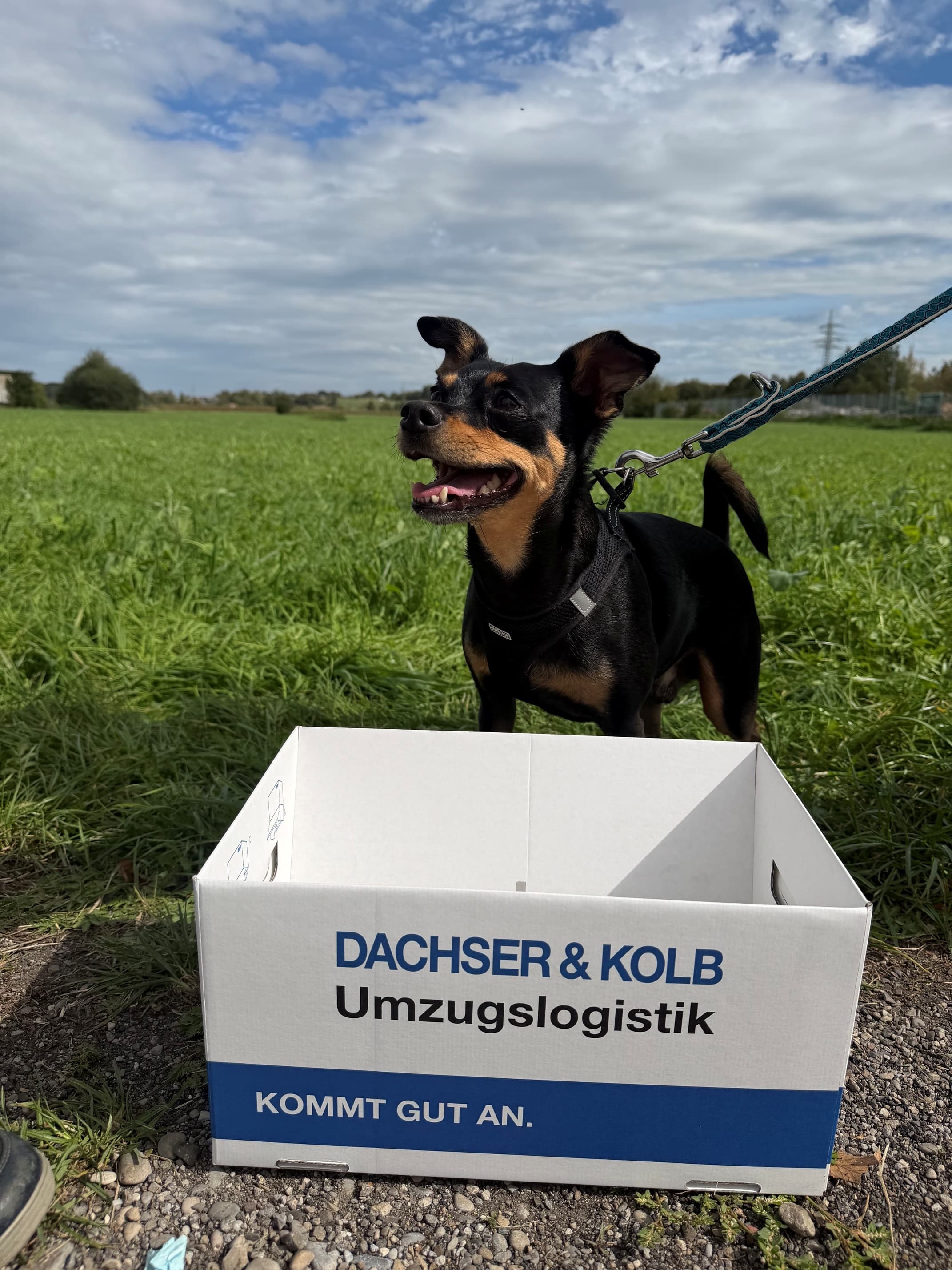 Schwarz-brauner Hund hinter einem Umzugskarton von DACHSER & KOLB auf einer Wiese.
