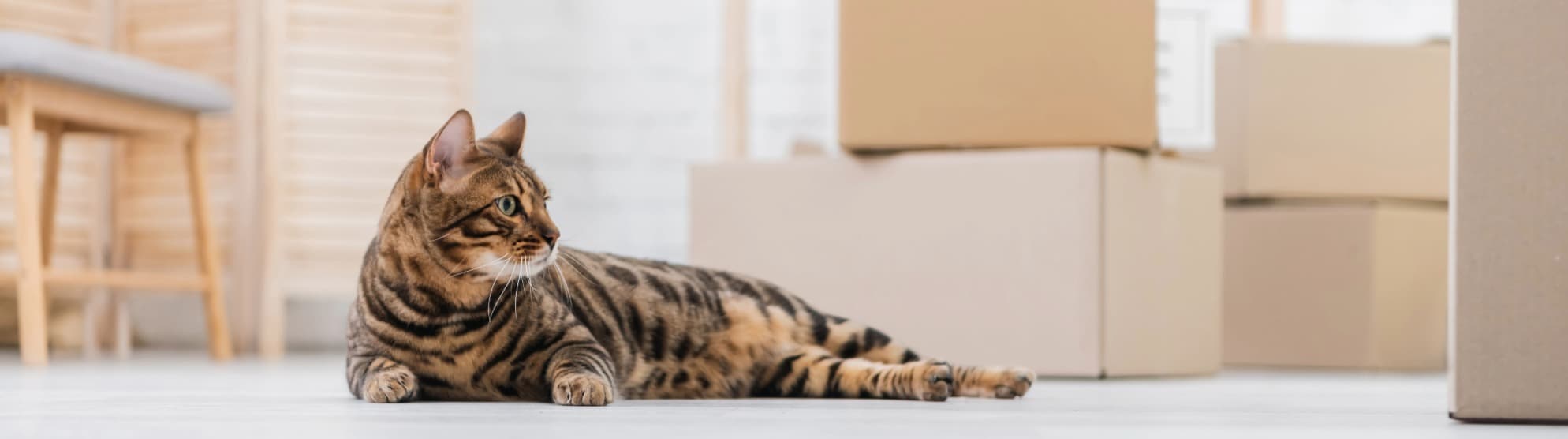 Familie plant den Umzug mit Tieren nach Indien mit Katze und Umzugskartons
