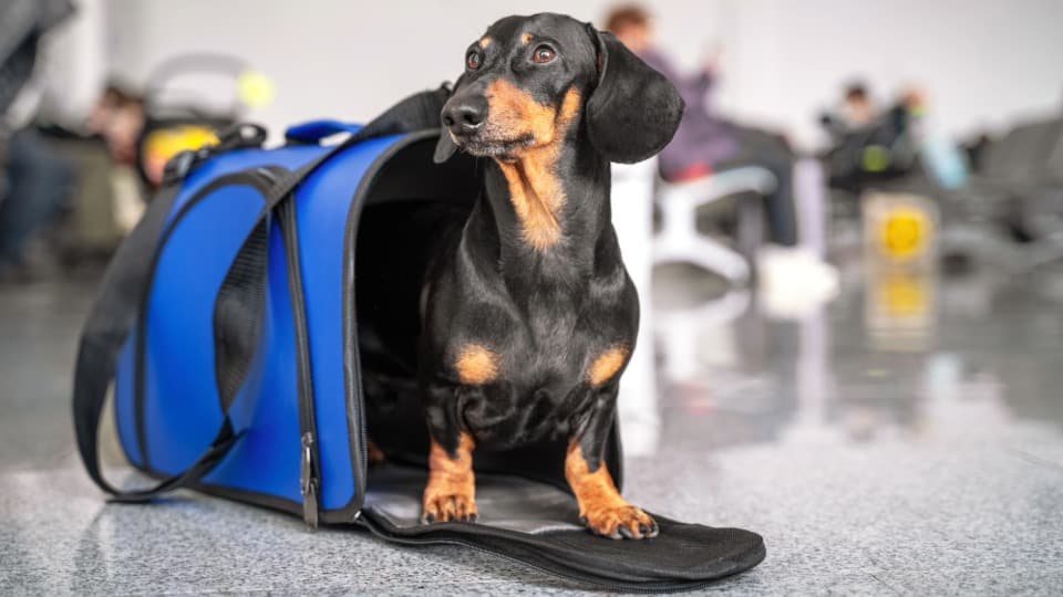 Hund in Transporttasche am Flughafen – Vorbereitung auf den Umzug mit Haustieren nach Indien.