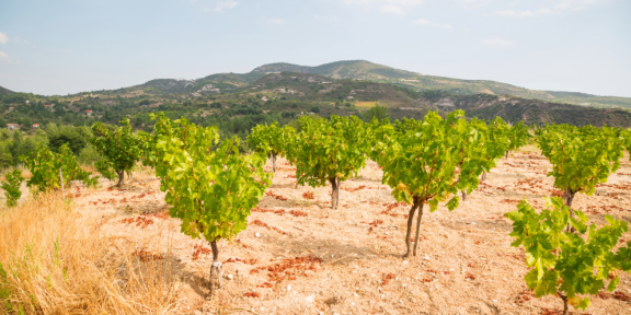 Auswandern nach Zyprus: Klima