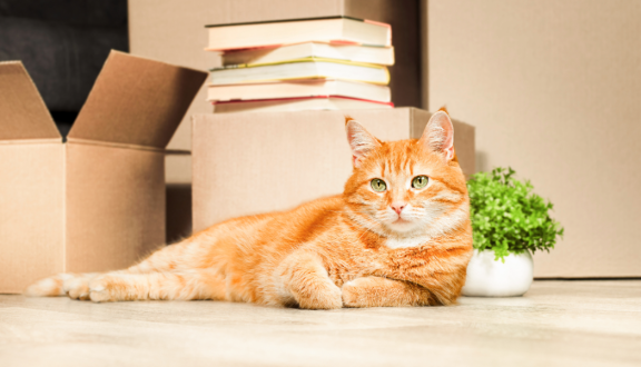 Rote Katze liegt entspannt vor Umzugskartons – Tipps für einen stressfreien Umzug mit Katzen