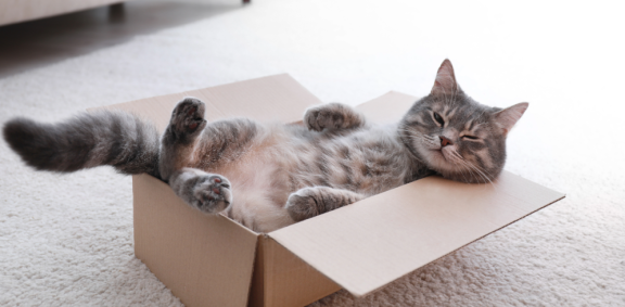Katze liegt entspannt im Umzugskarton – stressfreier Umzug mit Katzen durch vertraute Rückzugsorte
