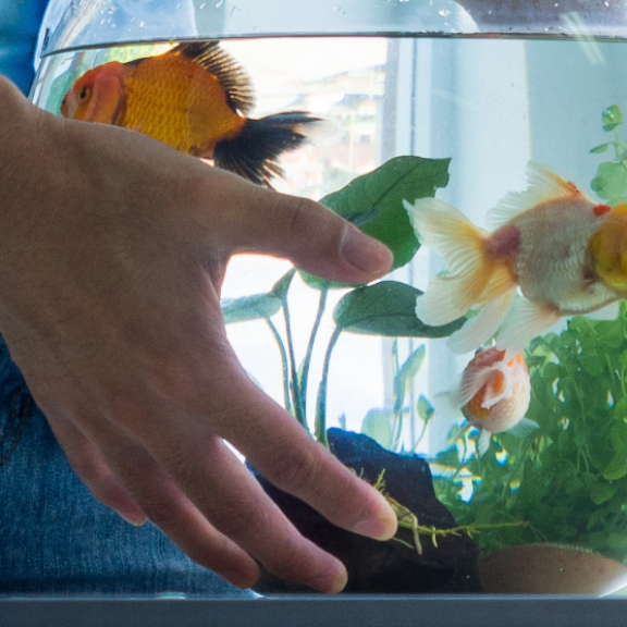 Person trägt Aquarium beim Umzug – sicherer Transport für Fische beim Umzug mit Aquarium