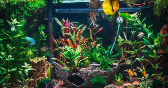 Bunt bepflanztes Aquarium mit Deko-Schiff – Hinweise für sicheren Umzug mit Aquarium und Fischen
