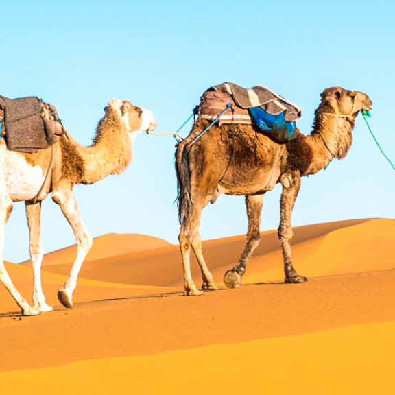 Auswandern nach Tunesien