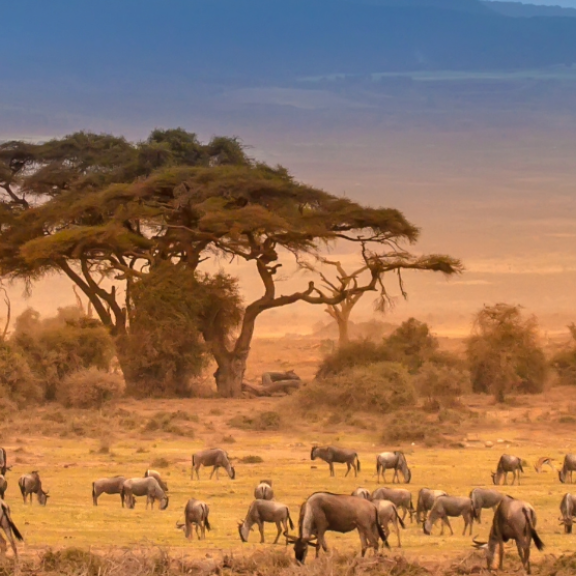 Auswandern nach Kenia