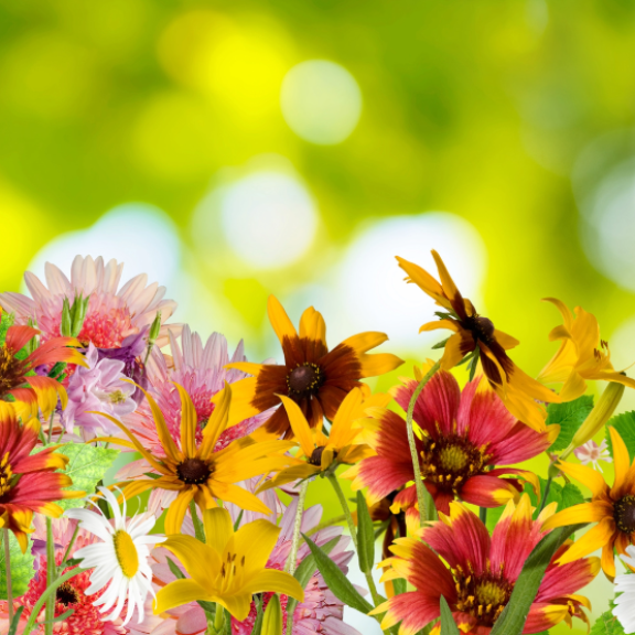 Bunte Blumen im Sonnenschein – Inspiration für Garten- und Landschaftsgestaltung nach dem Umzug.
