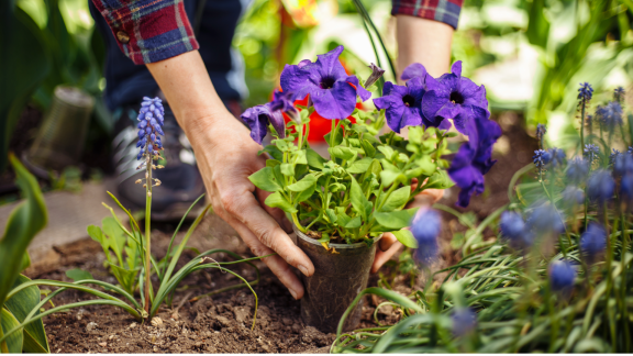 Person pflanzt violette Blumen im Garten – Garten- und Landschaftsgestaltung nach dem Umzug.