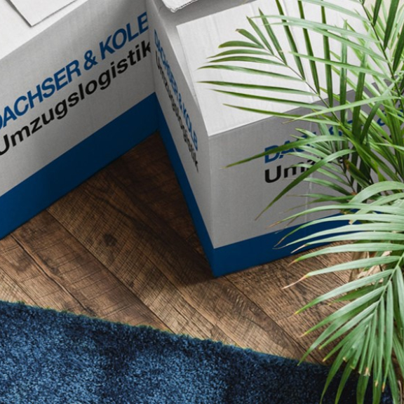 Umzugskartons auf Holzboden neben einem grünen Zimmerpflanze in heller Wohnungsecke.