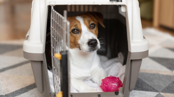 Hund in geöffneter Transportbox mit Spielzeug zu Hause als Symbolbild für Tierumzug